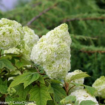 Hydrangea quercifolia 'Gatsby Moon®'