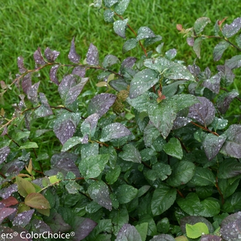 Spiraea media Double Play® 'Blue Kazoo®'