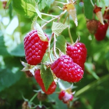 Rubus idaeus 'Boyne' 