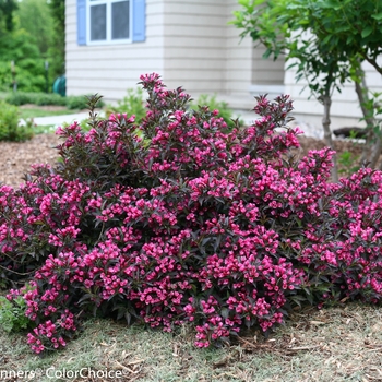 Weigela florida 'Spilled Wine®'