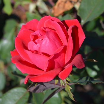 Rosa Knock Out® 'Double'