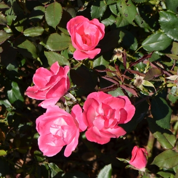 Rosa Knock Out® 'Pink'