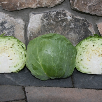 Brassica oleracea var. capitata 'Katarina' 