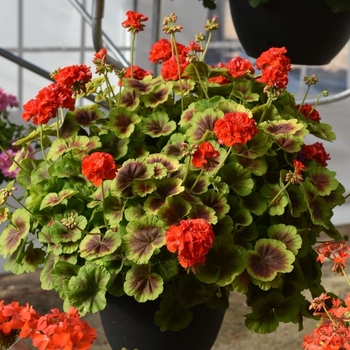 Pelargonium x hortorum 'Brocade Fire'