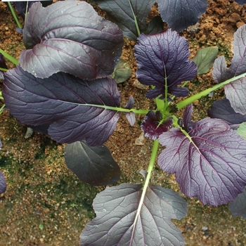 Brassica juncea 'Red Kingdom'