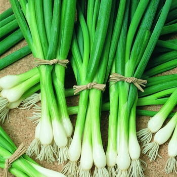 Allium fistulosum 'Warrior' 