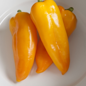 Capsicum annuum 'Cornito Giallo'