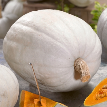 Cucurbita maxima 'Super Moon' 