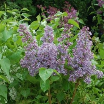 Syringa x hyacinthiflora 'Royal Purple' 