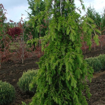 Cedrus libani 'Beacon Hill' 