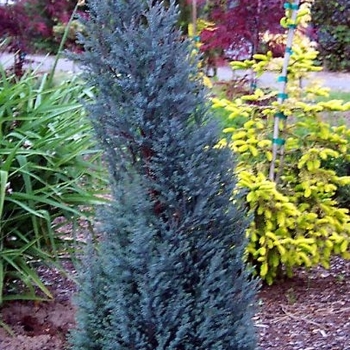 Chamaecyparis lawsoniana 'Blue Surprise' 