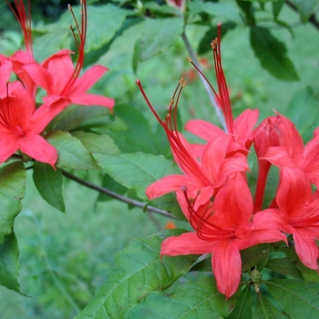 Rhododendron prunifolium