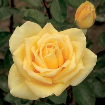 Rosa 'Oregold' 