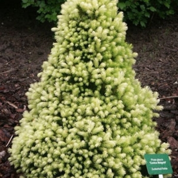 Picea glauca 'Conica Aurea' 