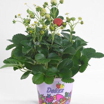 Fragaria x ananassa 'Delizz®'