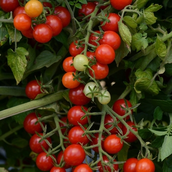 Lycopersicon esculentum 'Candyland Red' 