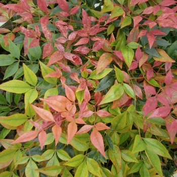 Nandina domestica 'Tuscan Flame' PP21940