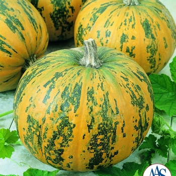 Cucurbita pepo 'Pepitas F1' 