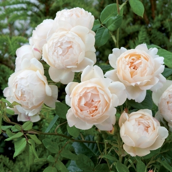 Rosa 'Ausblanket' 