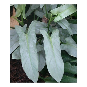 Philodendron hastatum