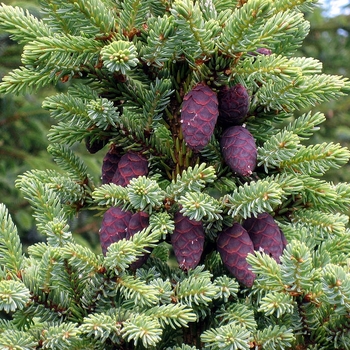 Picea mariana 'Aureovariegata' 