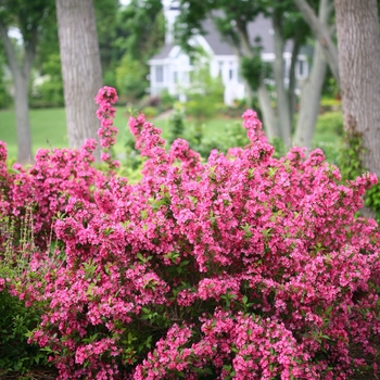 Weigela florida Sonic Bloom® 'Pink'