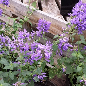 Agastache 'Dark Blue' 