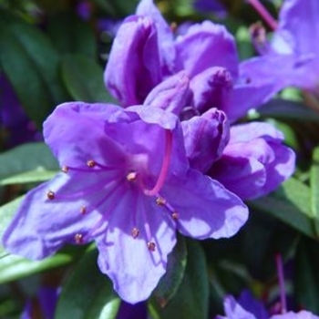 Rhododendron Mezitt hybrid 'Blue Baron' 