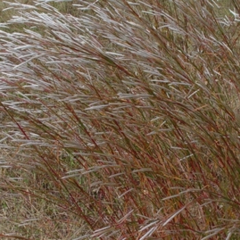 Andropogon ternarius