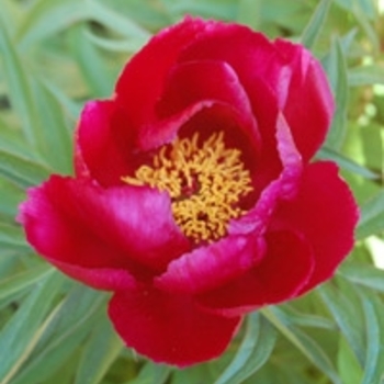 Paeonia 'Early Scout' 