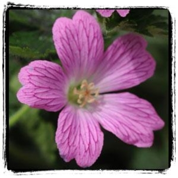 Geranium x oxonianum 'Miss Heidi' 