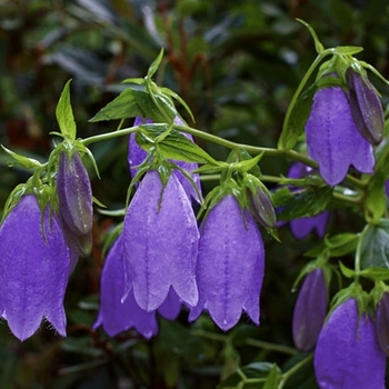 Campanula 'Ringsabell Indigo Blue' 