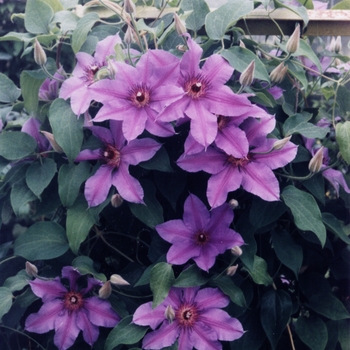 Clematis 'Kivilka' 