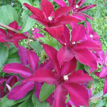 Clematis 'Huvi™' UNAI 006 PP22901