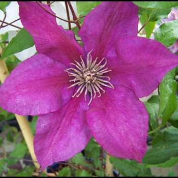 Clematis 'Picardy™' Evipo024 PP15166