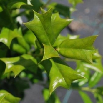 Ilex cornuta 'Dazzler' 