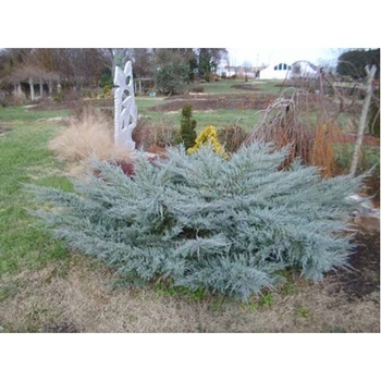 Juniperus chinensis 'Holbert' 