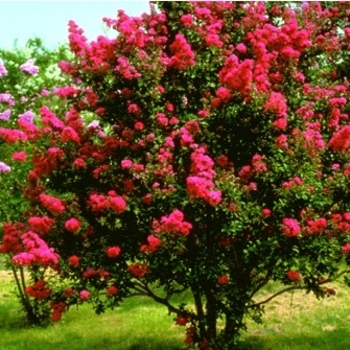 Lagerstroemia indica 'Centennial Spirit' 