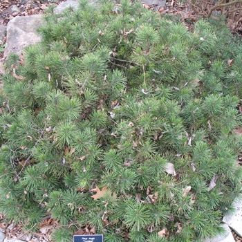 Pinus mugo 'Tyrolean' 