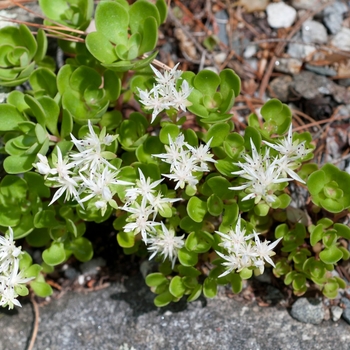 Sedum nevii