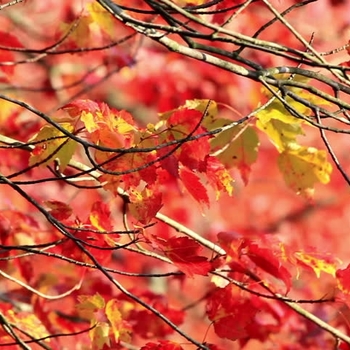 Acer glabrum