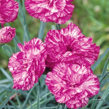 Dianthus 'Pink Swirl' 