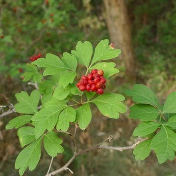 Rhus trilobata