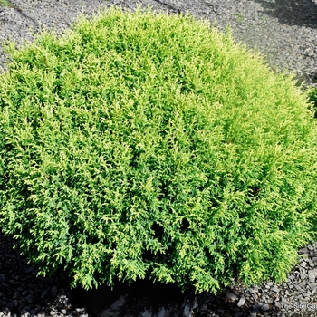 Chamaecyparis pisifera 'Cream Ball' 