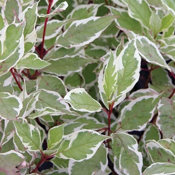 Cornus alba 'Cream Cracker' PP12830