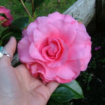 Camellia japonica 'In the Pink' 
