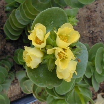 Portulaca molokiniensis