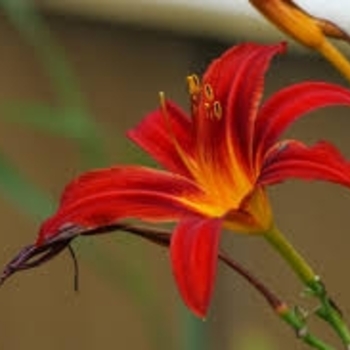 Hemerocallis 'Indian Love Call' 