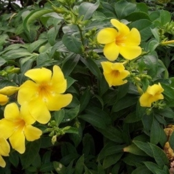 Allamanda cathartica 'Golden Butterfly' 