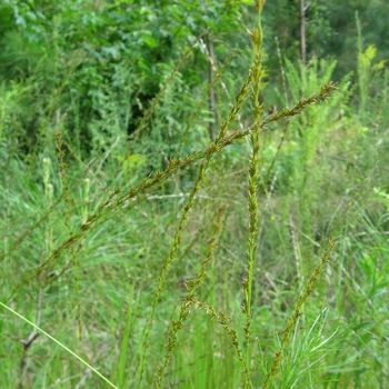 Chasmanthium laxum